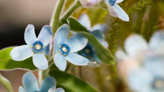 How to plant, grow and care for Tweedia blue-star flower? - nimteststore